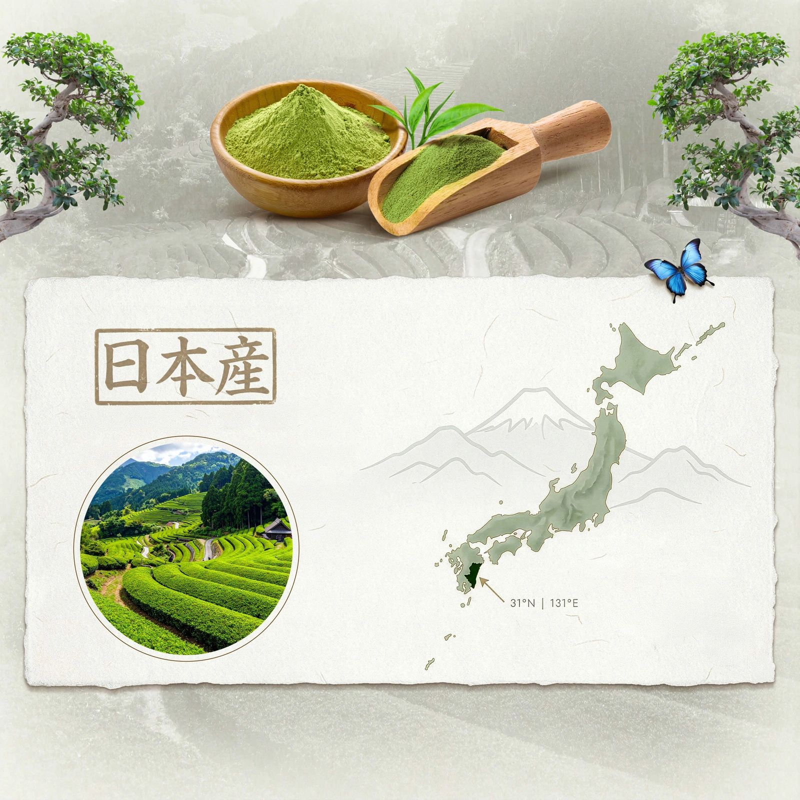 Japonská ceremoniální matcha BIO Mary Rose